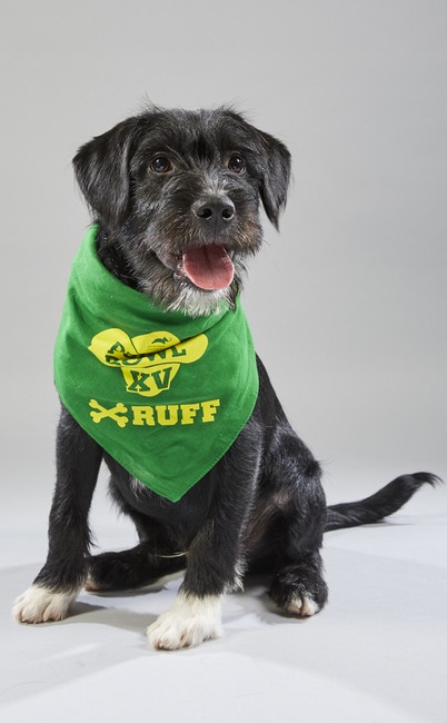 Puppy Bowl XV
